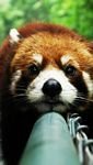 pic for Cute Red Panda 